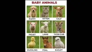 Baby animals /Learning English with EFA 