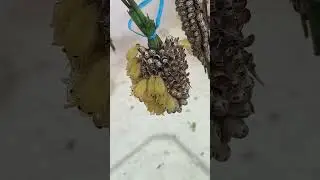Giant water bugs keeping🪲🐞#bug #insects#agriculture