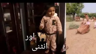 Camel breeding Camelbaby feeding llcamel seacon camel#wildlife #short#video#lion #viralvideo
