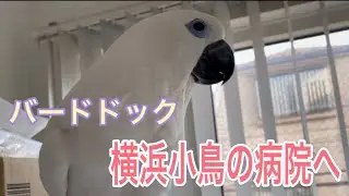 【バードドックの大切さ】横浜小鳥の病院へお迎え健診に行ってきました!