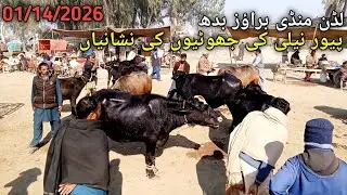 لڈن منڈی میں پیور نیلی کی جھوٹیاں #viral #mundy #foryou #punjabimundapunjabi1122 