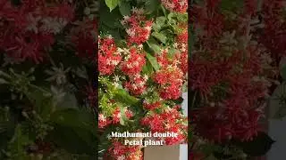 #Madhumalti #MadhumaltiPlant#RangoonCreeper #FloweringVine#NatureLover #GardenVibes