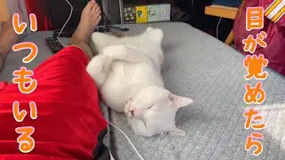 朝、目を覚ますといつも次男にくっついて寝ている弟猫が可愛すぎます