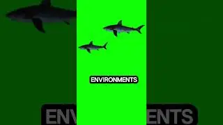 Sharks existed before trees! #facts#science #shark #seacreatures #oceanlife #scincefacts #worldwide