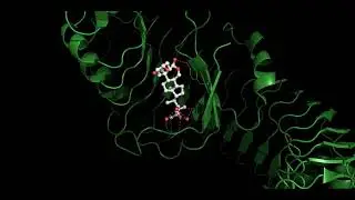 The Plant Steroid Receptor BRI1 Explained &ndash; Brassinolide Binding in 3D