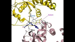 Xiaofan Guo: Influenza nucleoprotein and nsp1