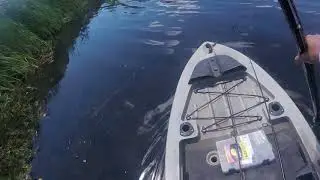 CRAZY SNAKEHEAD ACTION AT BURKE LAKE