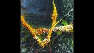 EOH - Fungus & Ecdysis (Official Audio)