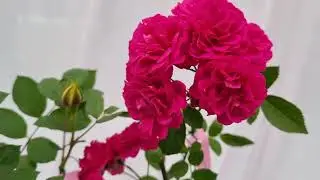Rose and Gladiolus Flower Show CSIR NBRI Lucknow Part IV