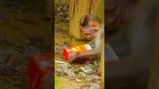 The Playful Primate: How Monkeys Foster Social Skills