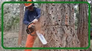 Felling a Large Dead Douglas Fir