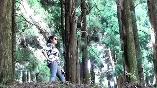 Awesome Pine Forest  in lava  Kalimpong North Bengal