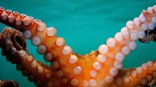 Octopus Gets Stuck Onto Camera Dome