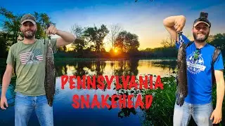 Northern Snakehead Fishing The Pennsylvania Swamps