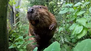 Cute Beaver Frolics In The Forest