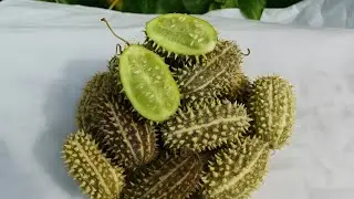 Дикий огурец 
