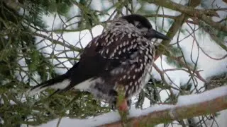 P&auml;hkin&auml;hakki