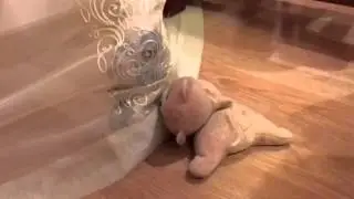 Markuse karu v&otilde;itleb R2