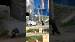 Chimpanzee Gets Wild With a Stick and Dominates!