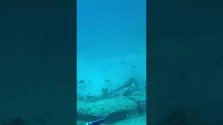 13in Mangrove Snapper in 25 ft water at Gulfland shipwreck off Jupiter FL