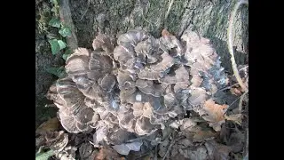 Лесная курица, гриб Майтаки, Грифола курчавая