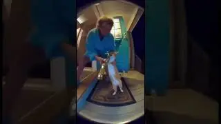 Cat playing trumpet 🎺😂😂 #ai #funny #sora
