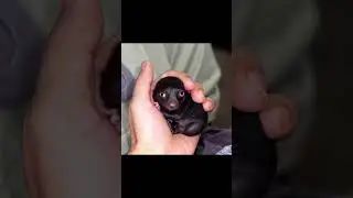The Man Brought Home a Strange Creature from the Forest.A Year Later,He Was Shocked, It Had Grown👇🏼😱