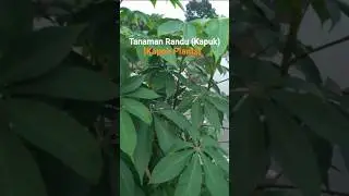 Tanaman Randu [Kapuk] || Kapok Plant