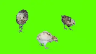 baby chicks Green Screen video || chozy video || chicks Green Screen video || copyright free