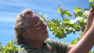 Freedom Hill Vineyard - Pinot blanc vines