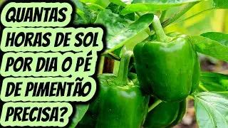 Quantas horas de sol por dia o p&eacute; de piment&atilde;o precisa para produzir bem? Pode plantar na sombra?