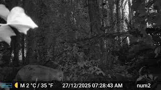 27 December 2025 fox visits Nature Haven for a drink in the early morning, British wildlife woodland