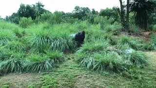 Alpha Male Silverback Gorilla