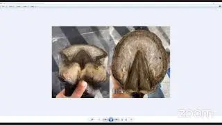 Discussion and Teaching on The True Anatomy of the Horses Foot Corrective and Maintenance Hoof Care.