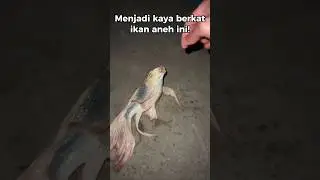 Menjadi kaya berkat ikan aneh ini 😲