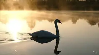 Wings of Meaning: Questions Carried by Birds