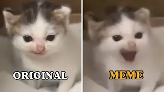 Original video vs meme | CAT MEMES 