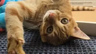 Luna's Lovely Saturday in the Kitty Cottage