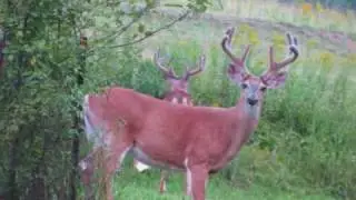 Giant Dream Buck Pennsylvania Whitetailed Deer In Velvet