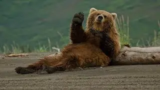 🤣🐻 When Bears Forget They&rsquo;re Wild