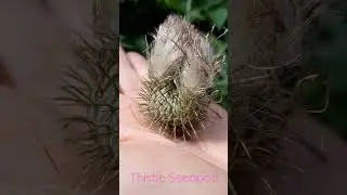 The thistle seedpod is so cool with its super sharp thorns and fuzzy seeds ♡ Growing Home Gardening