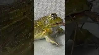 Frog Eat  #animals #frog #frogeating #funny #smallfrog #frogfood #cute #bigfrog #pets