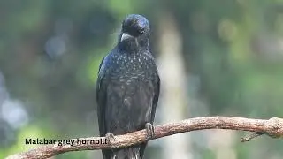 Birds of Kerala & Tamilnadu