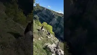 #summer #adventuretravel #travel #hikingadventure #outdooradventure #adventure #goat #reels #shorts