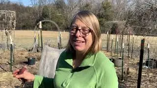 Planting Fava Beans in Virginia: Will It Work?