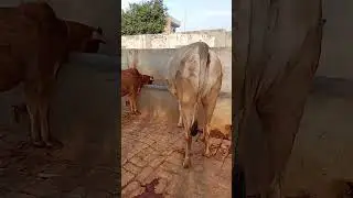 harving# short# video# of# Gomata# Haryana