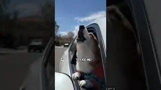 Corgis Encounter Road Block!