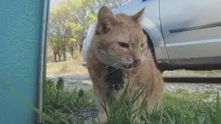 ASMR: Watch My Cat Enjoy Her Crunchy Grass Snack!