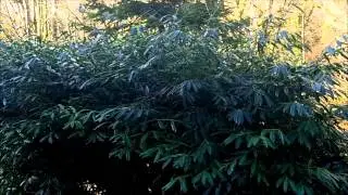 Llandover by the Sound.wmv