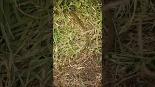 The shadow serpent | black mamba unveiled.